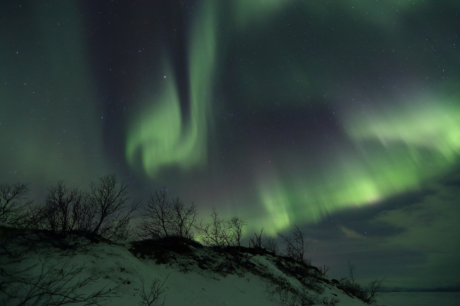 Green aurora bands over a snow-covered shore with bare shrubs.