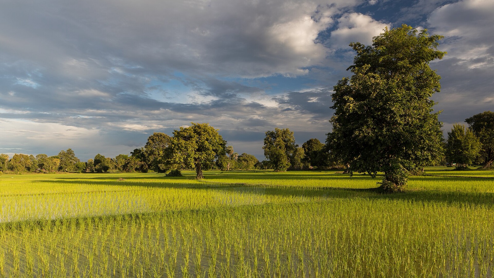 Bright green rice field with trees casting long shadows under a sky of grey and white clouds.